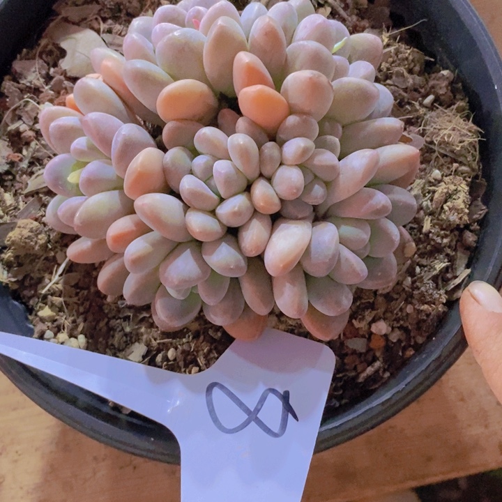 在家里面吃饭的吗