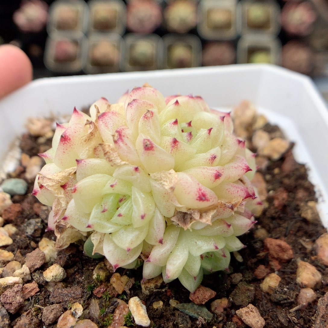 G78定繁编号麦杆T1