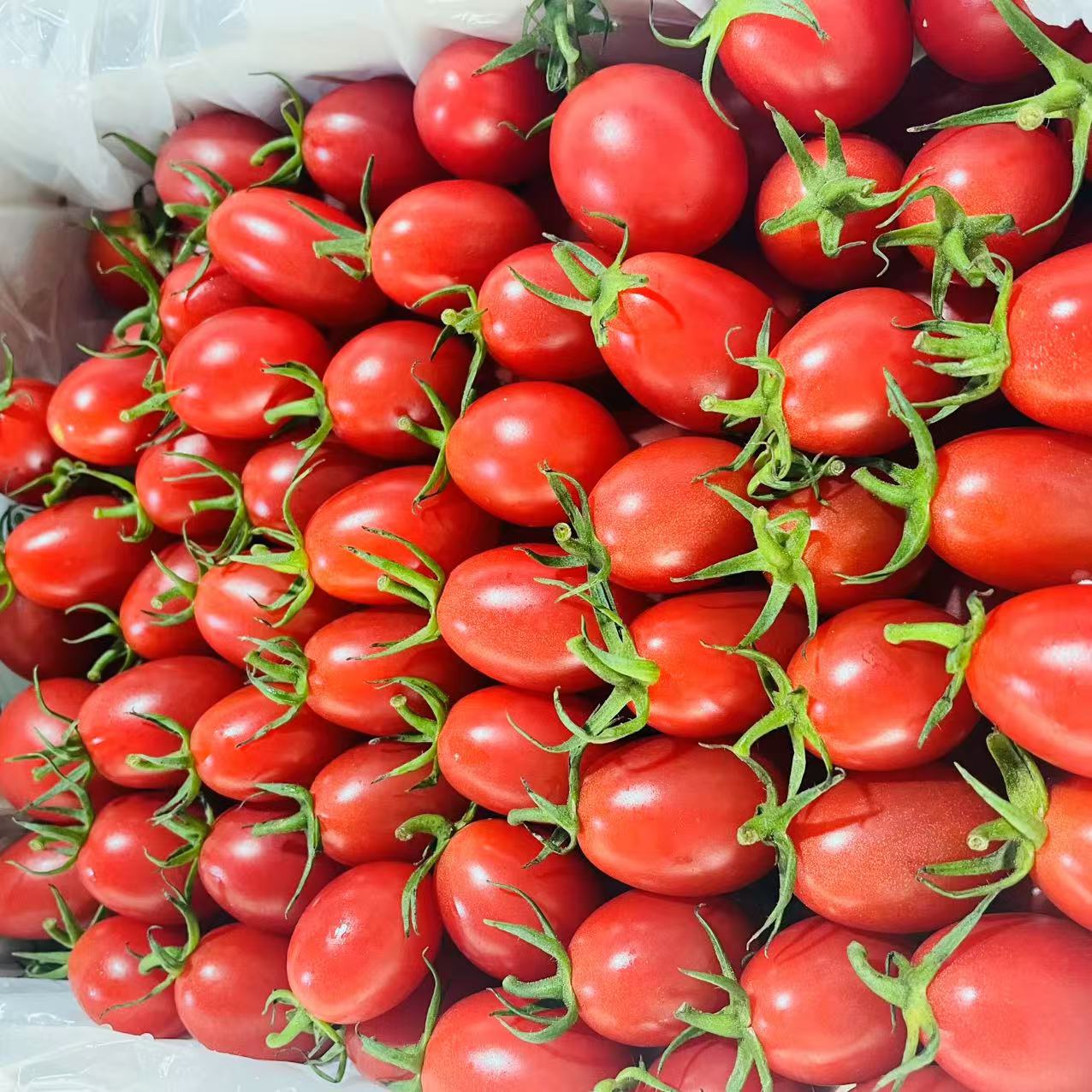 20   电白千禧小番茄 单盒净重2.2斤【只发河南省】