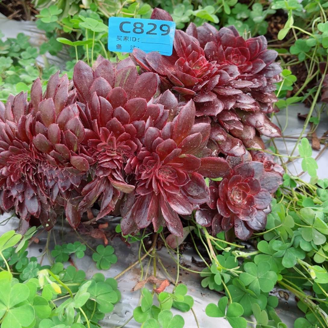 多肉植物829花花公子