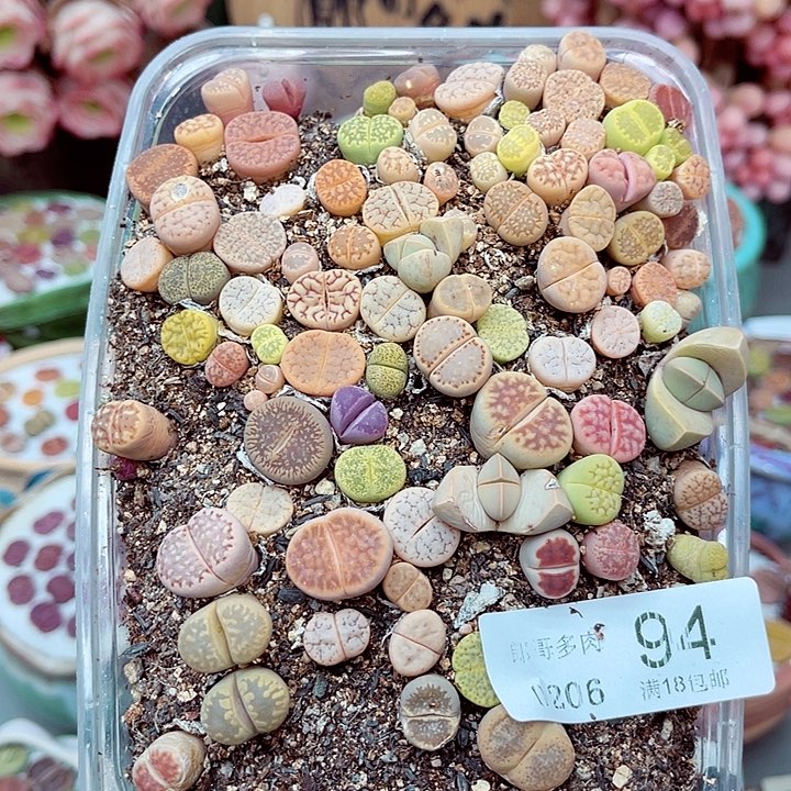 生石花满18包邮6-94