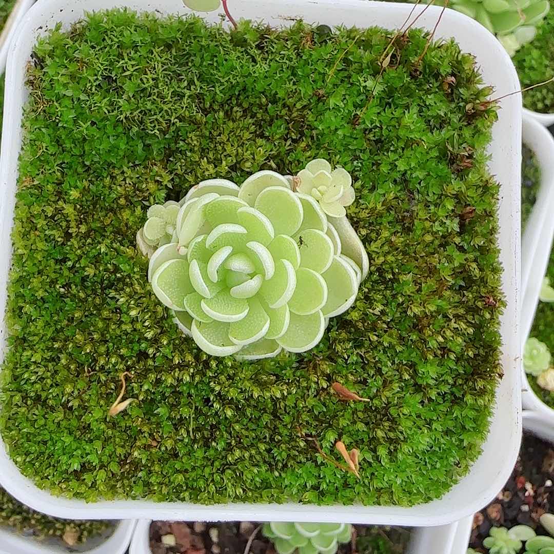 【闪购商品】0602-46