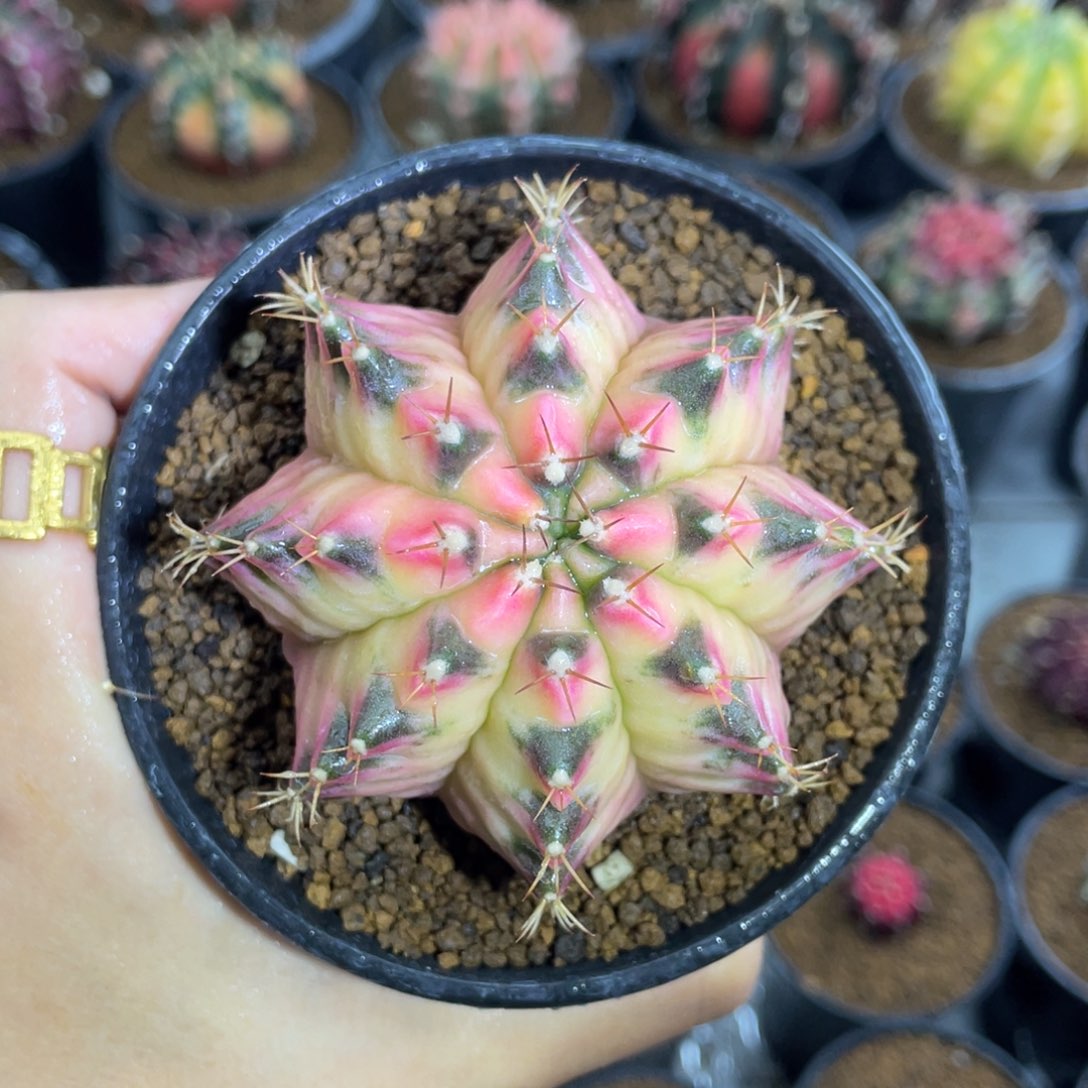 米哈星球000000006