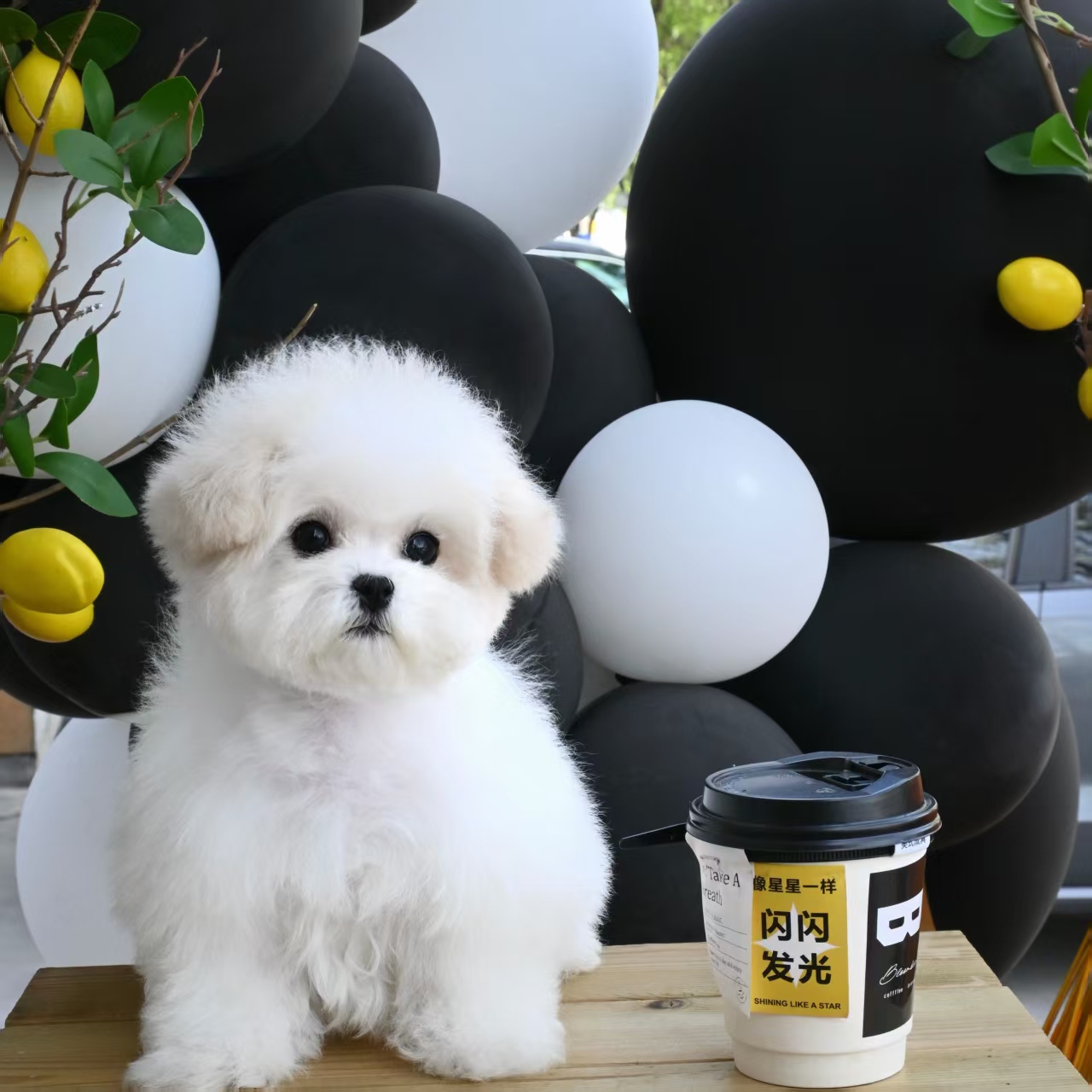 比熊 泰迪 西施 马尔济斯小型犬直播间