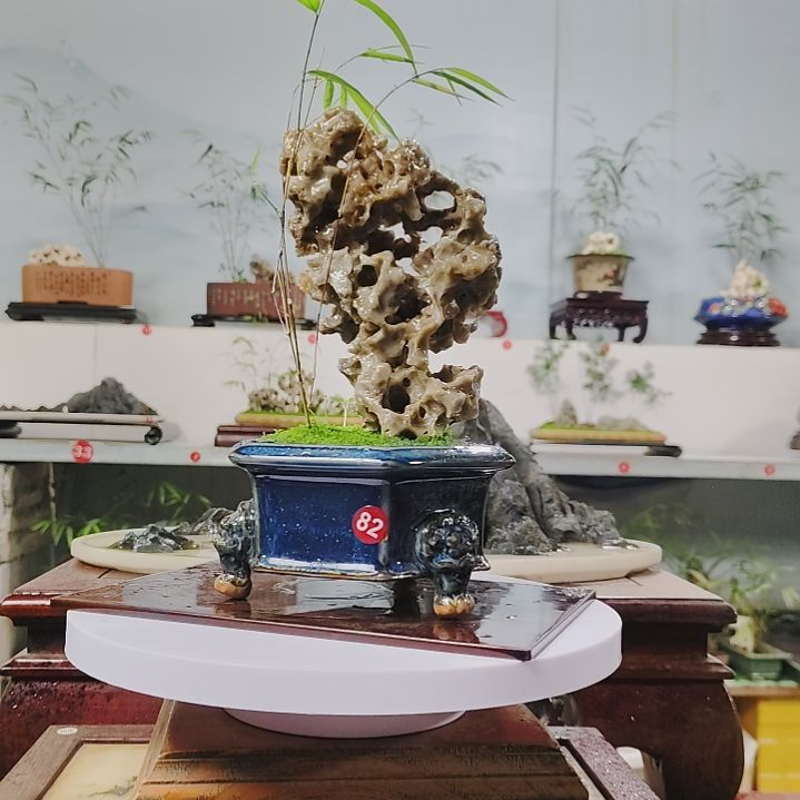 盆景，内门竹，玉玲珑花****毅