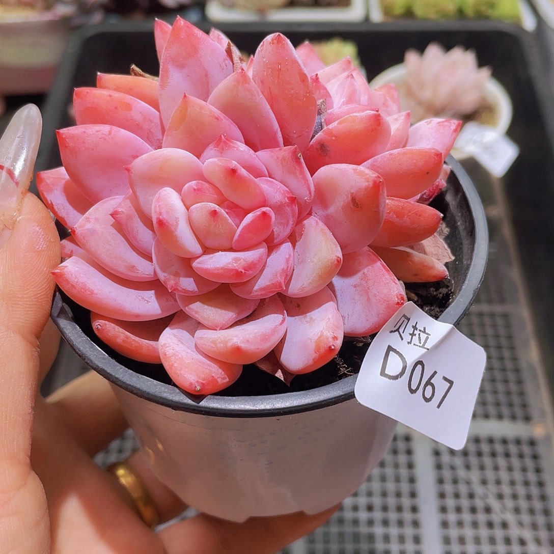 d67 精品多肉一物一拍