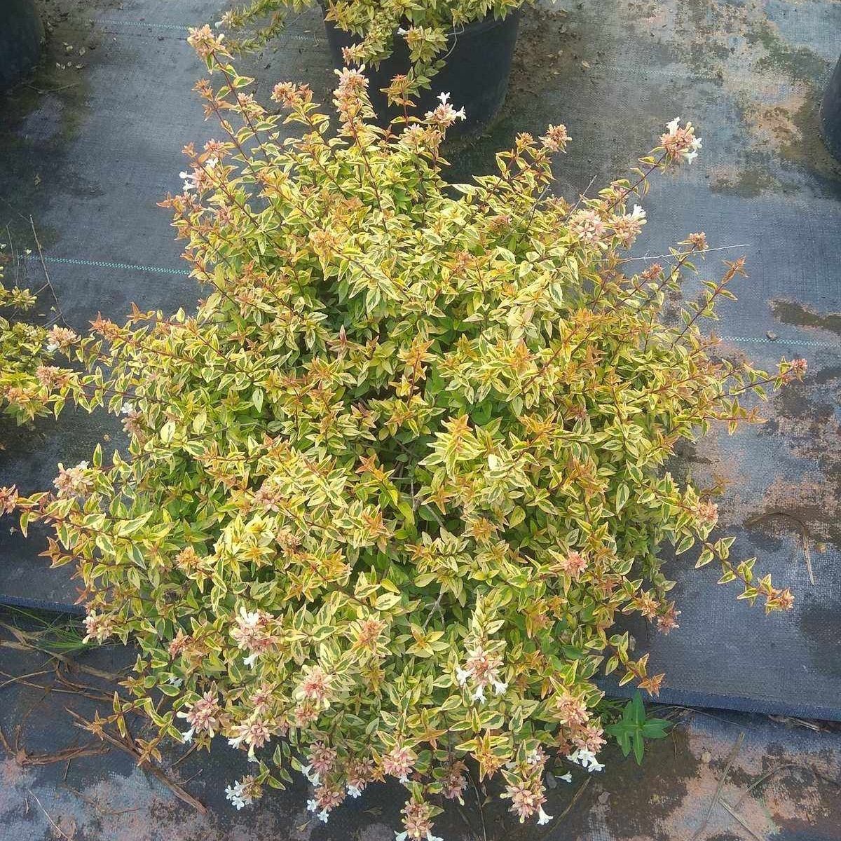 大花金叶六道木盆栽 黄金万花筒 净化空气室内庭院 耐热好养植物