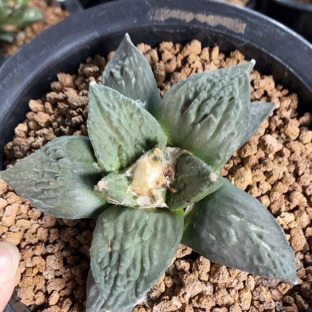 22号实生龙鳞怒涛