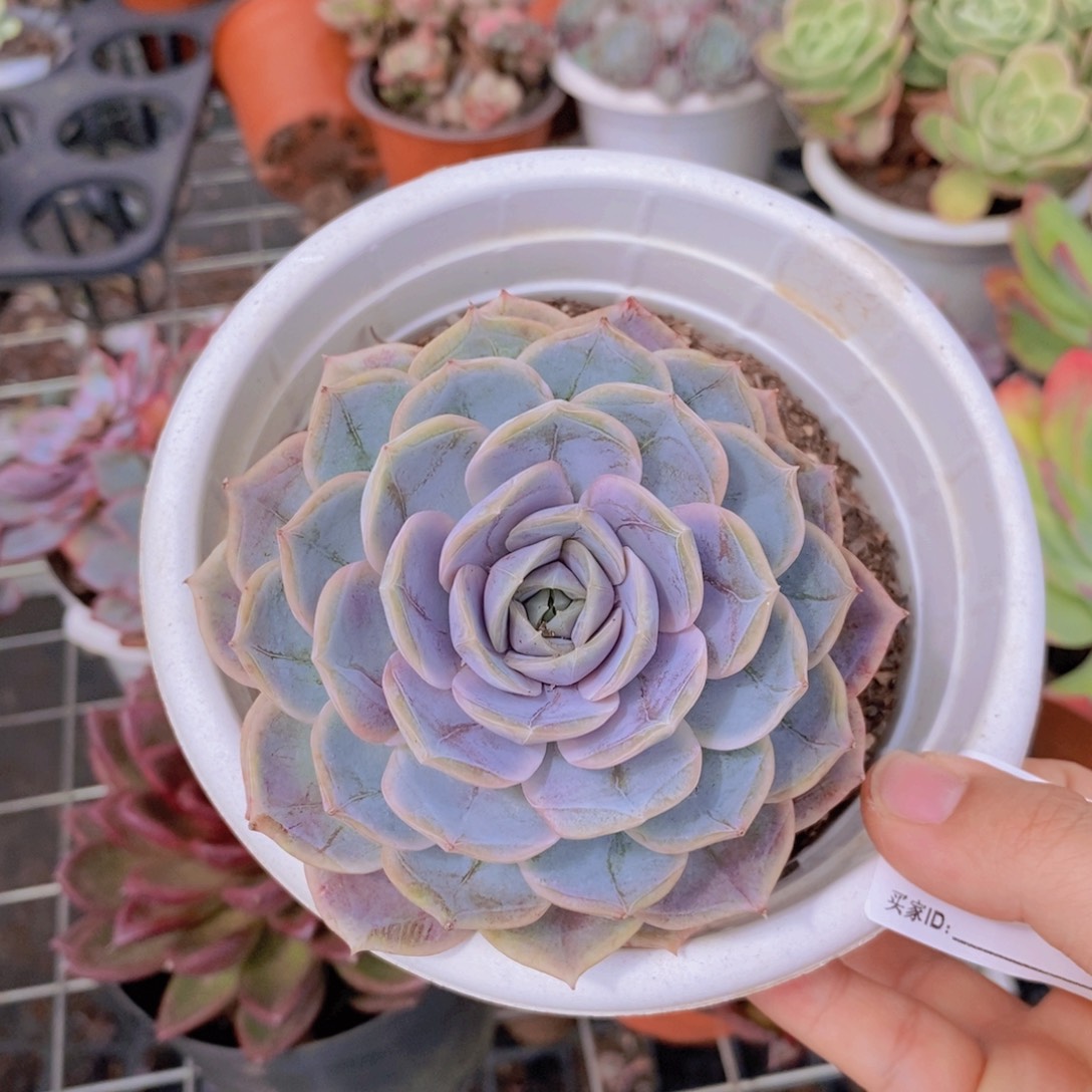 766蓝色惊喜一物一拍