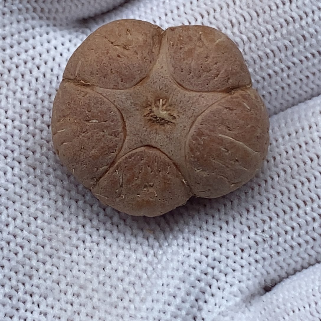 朵***爸凤眼菩提把件五星22.5mm定制款