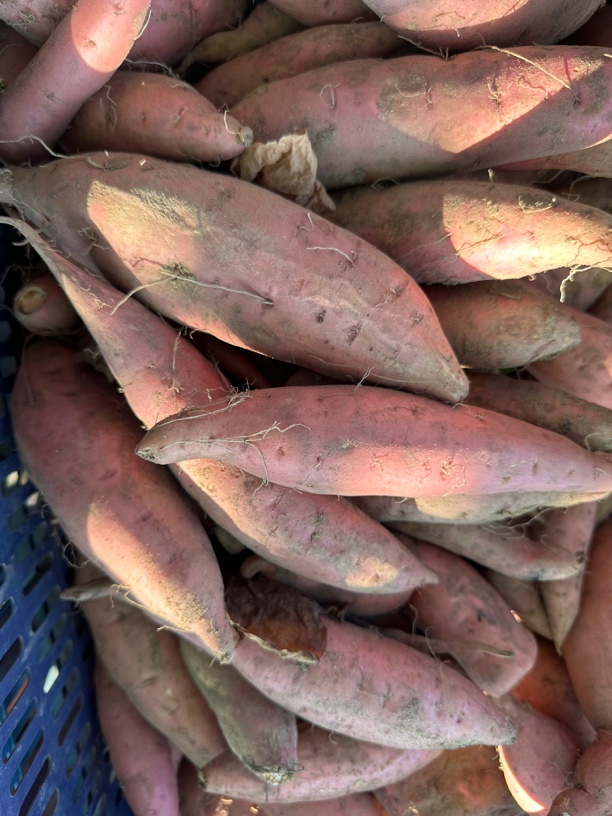 闫店陆地烟薯25地瓜包邮（只卖辽宁省内）