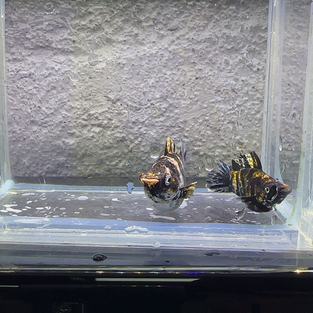 孔雀鱼小老虎玛丽。75号