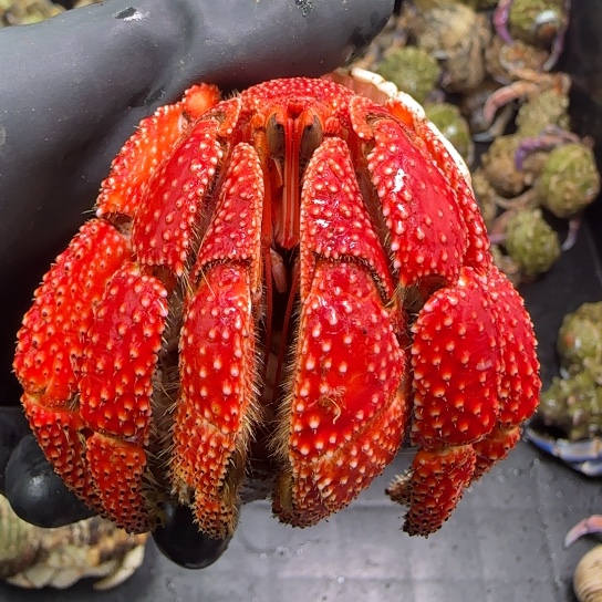 3.7口超法拉利澳草