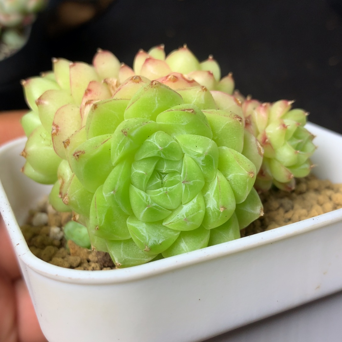 42 精品多肉一物一拍不包整