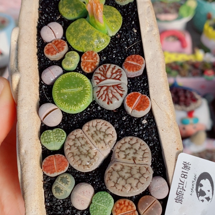 生石花花花花花花花573