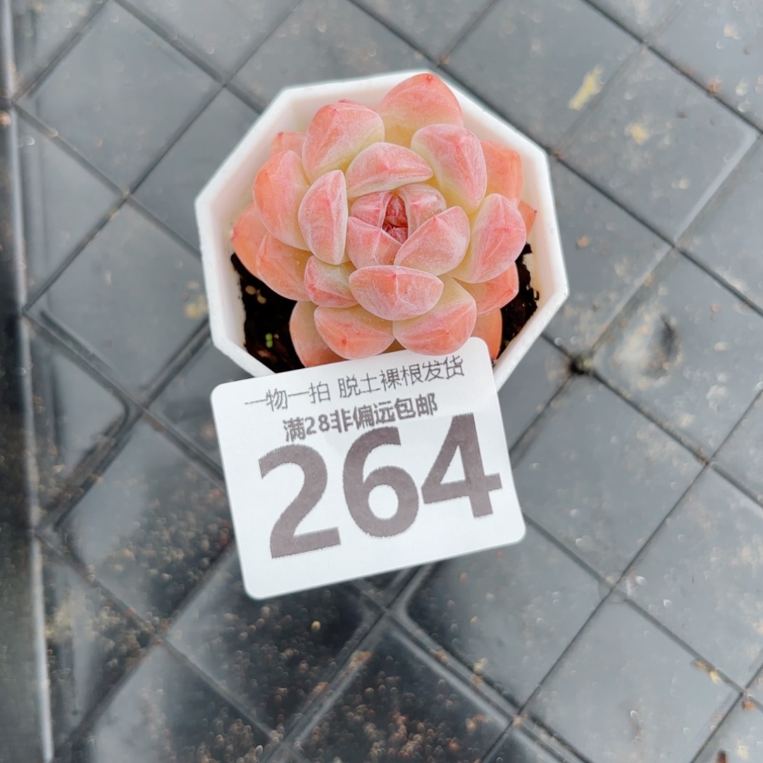 和田玉单头无盆土发货