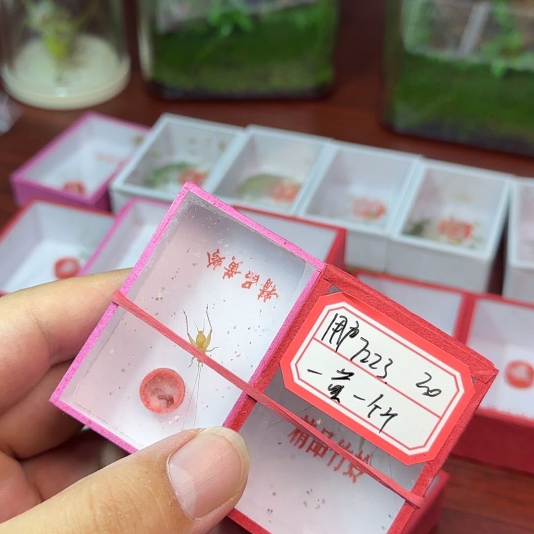 用***2竹蛉黄蛉点点滴滴