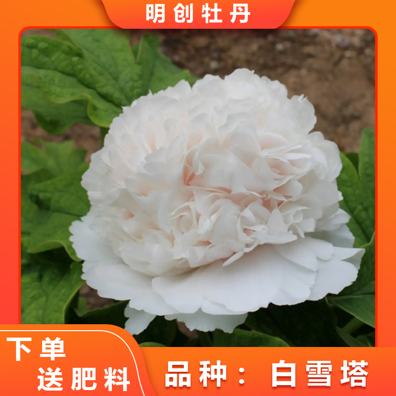 【白雪塔老桩】经典白色千层老桩牡丹起楼台阁型带土球发货
