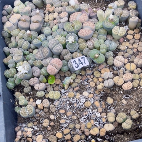 347 生石花一物一图如图