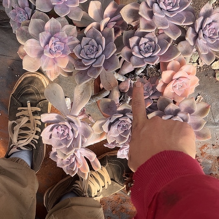 紫乐景2颗36米多肉植物