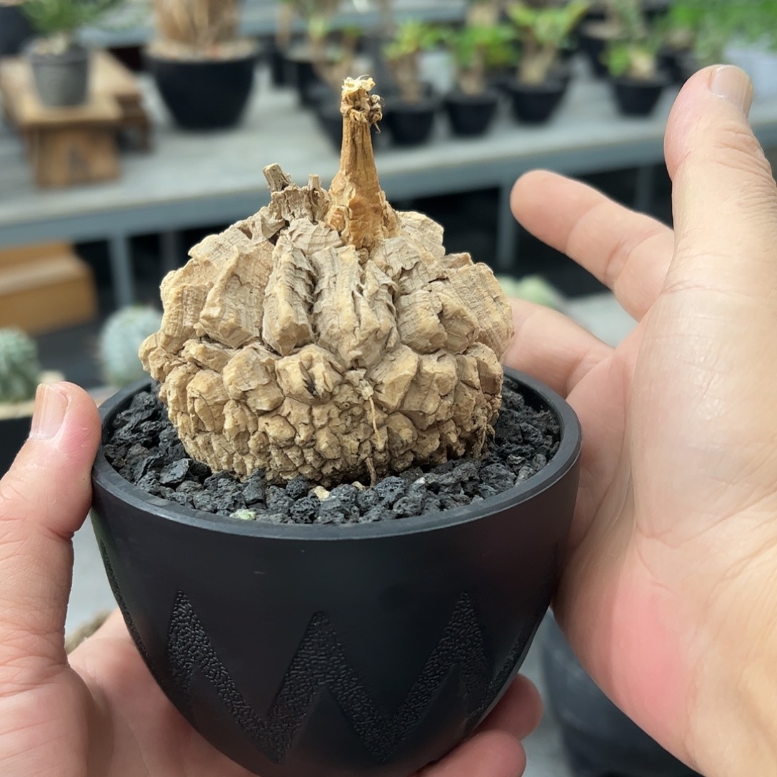 A***l龟甲罗魔666668888888