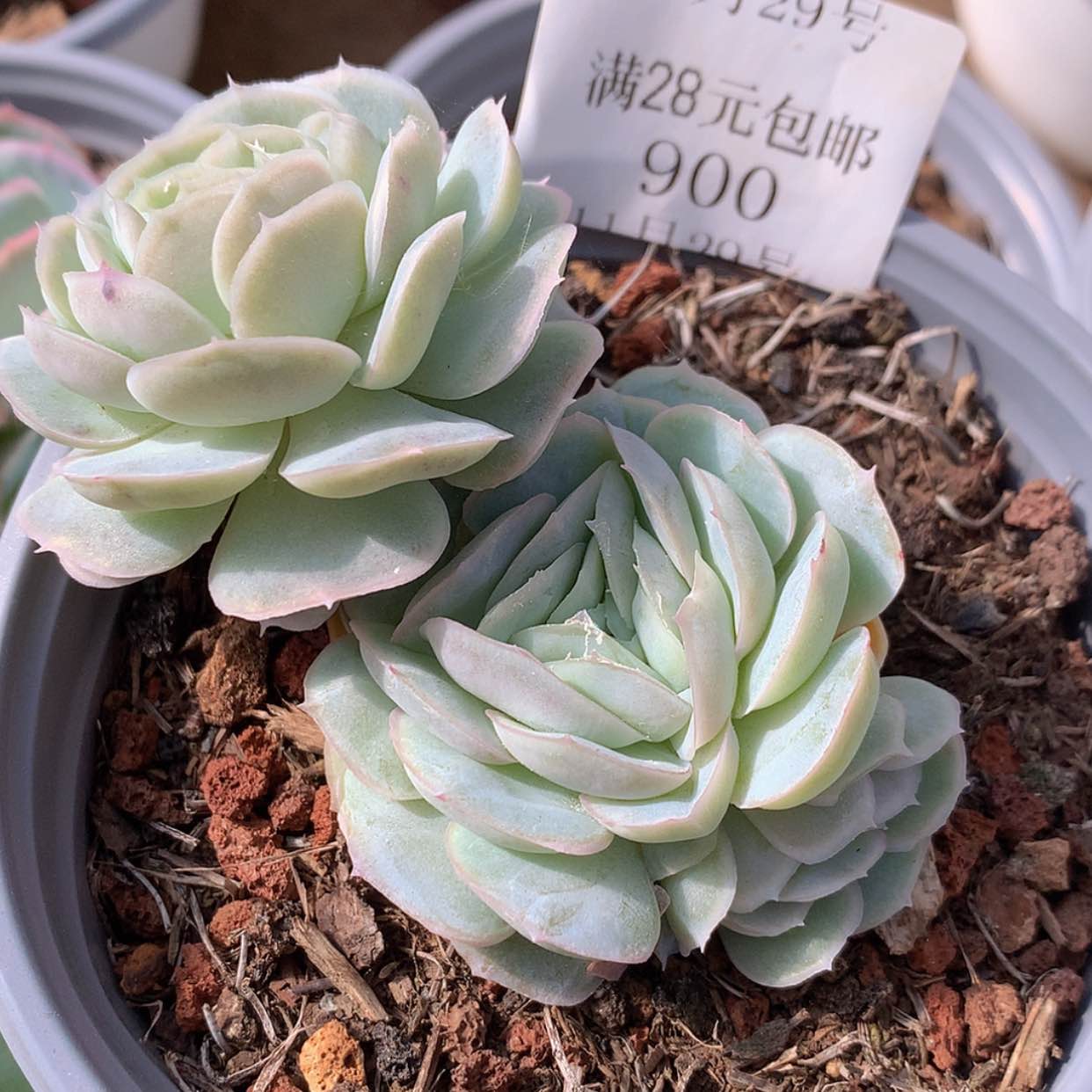 【闪购商品】云900号水晶扇贝7厘米