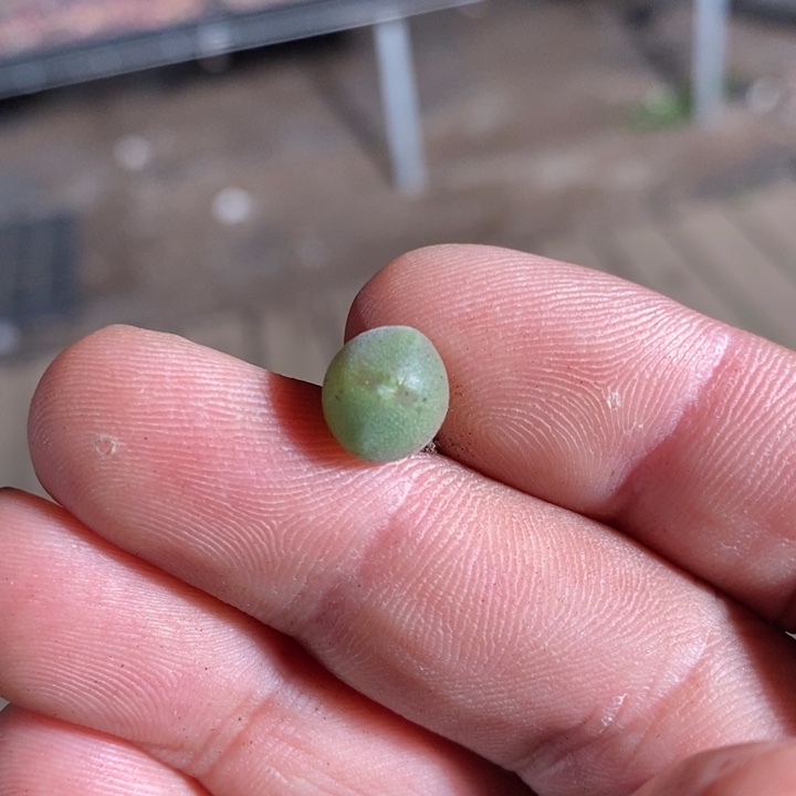 15244一个一个一个