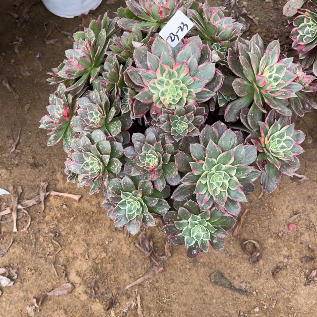 12-23-23万花筒法师锦