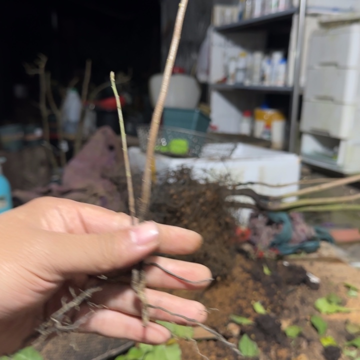 麓***堂无花朵二乔根苗包邮