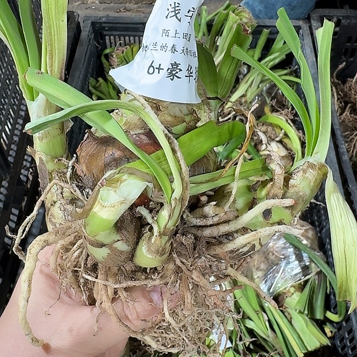 浅叶安吉拉6厘米豪华坨