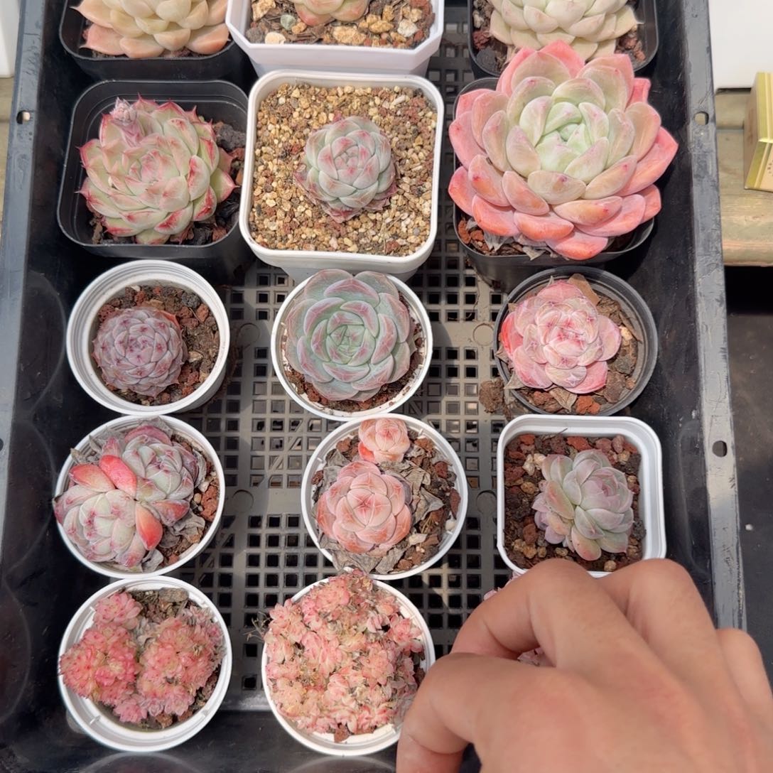 框拍框拍0217-125