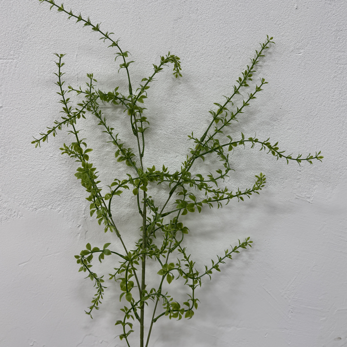 超级福利款加密千层草10枝