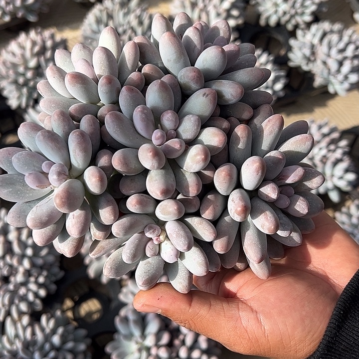 汤***圆汤圆的大叶汤圆无砍粗腿