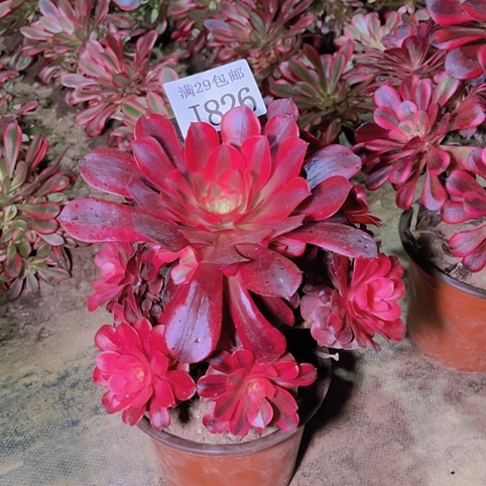 826美杜莎多肉植物