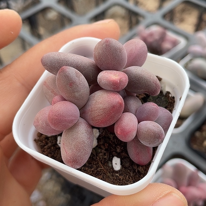 一我一拍糖果拉丝随机发满18包邮