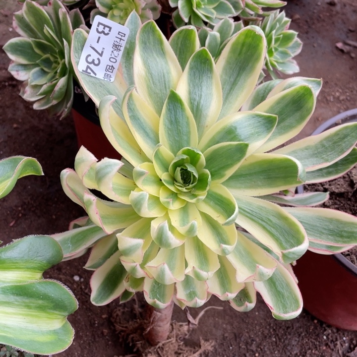 734青莲多肉1234567812345678