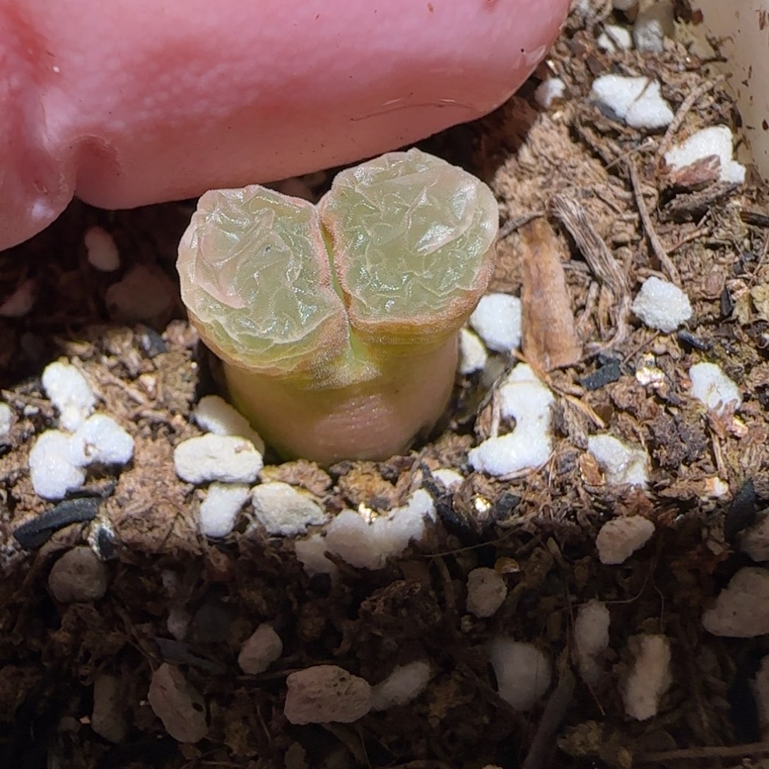 肉锥多肉植物百科-磁铁150