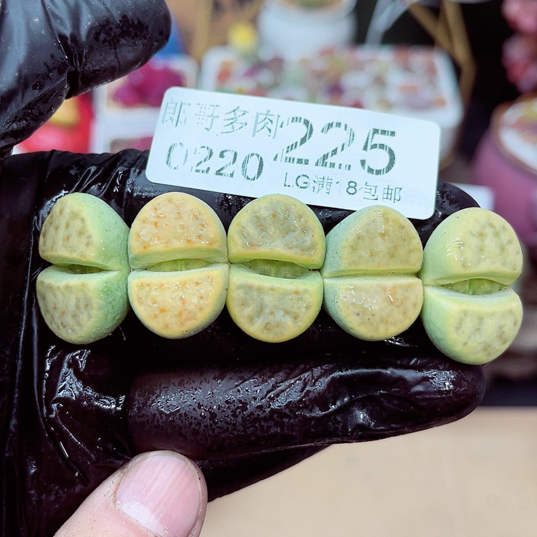 郎哥多肉生石花20-225