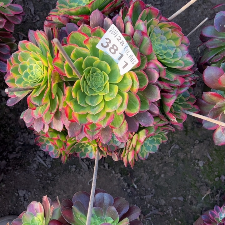 3811朝霞多肉植物