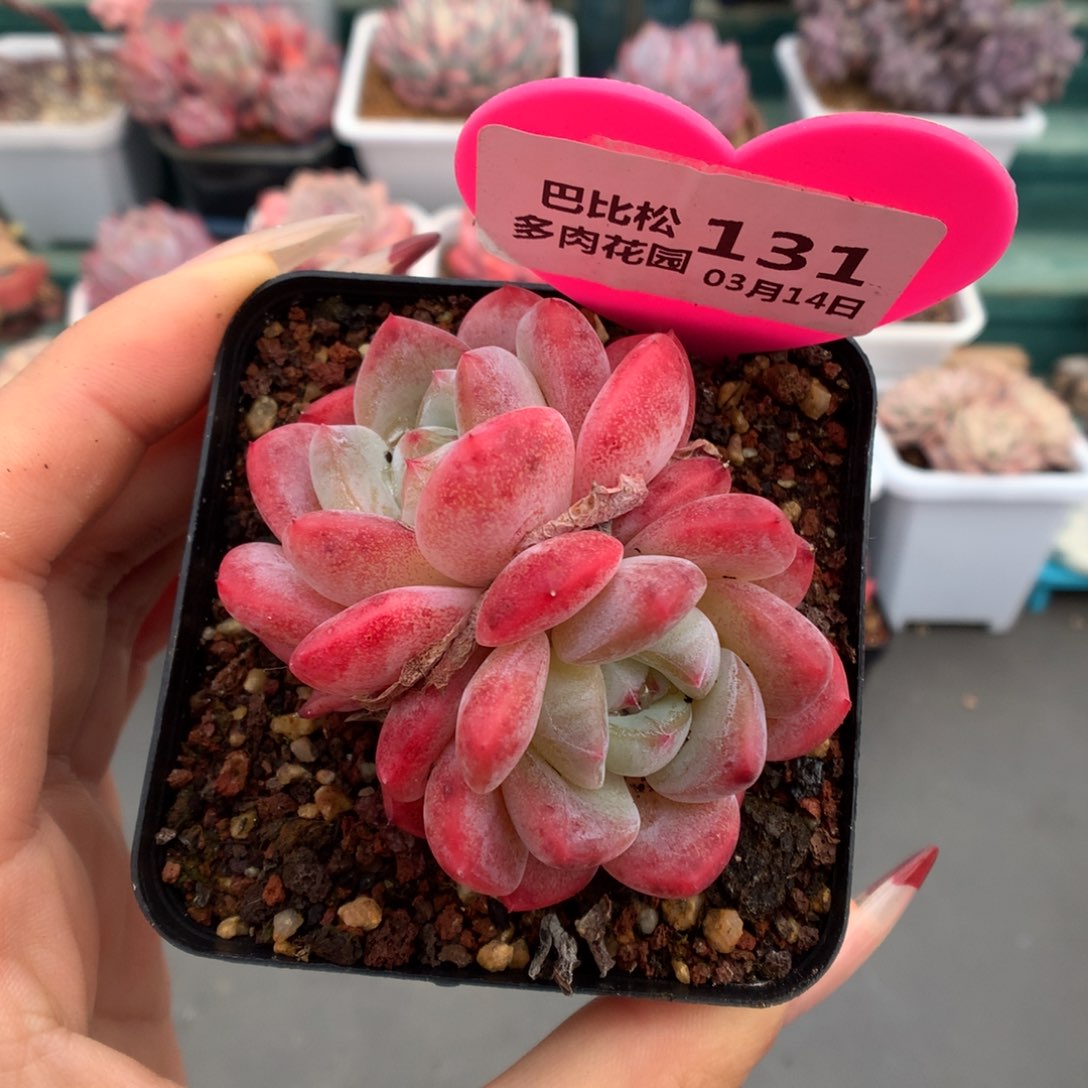 131双头刚毅多肉植物