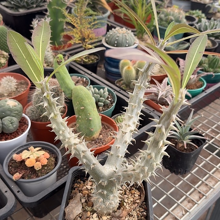 大筒碟春块根17仙人球