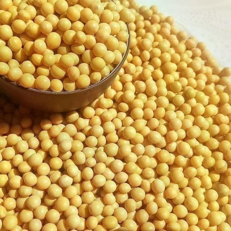 【广电助农】黄豆农家自种