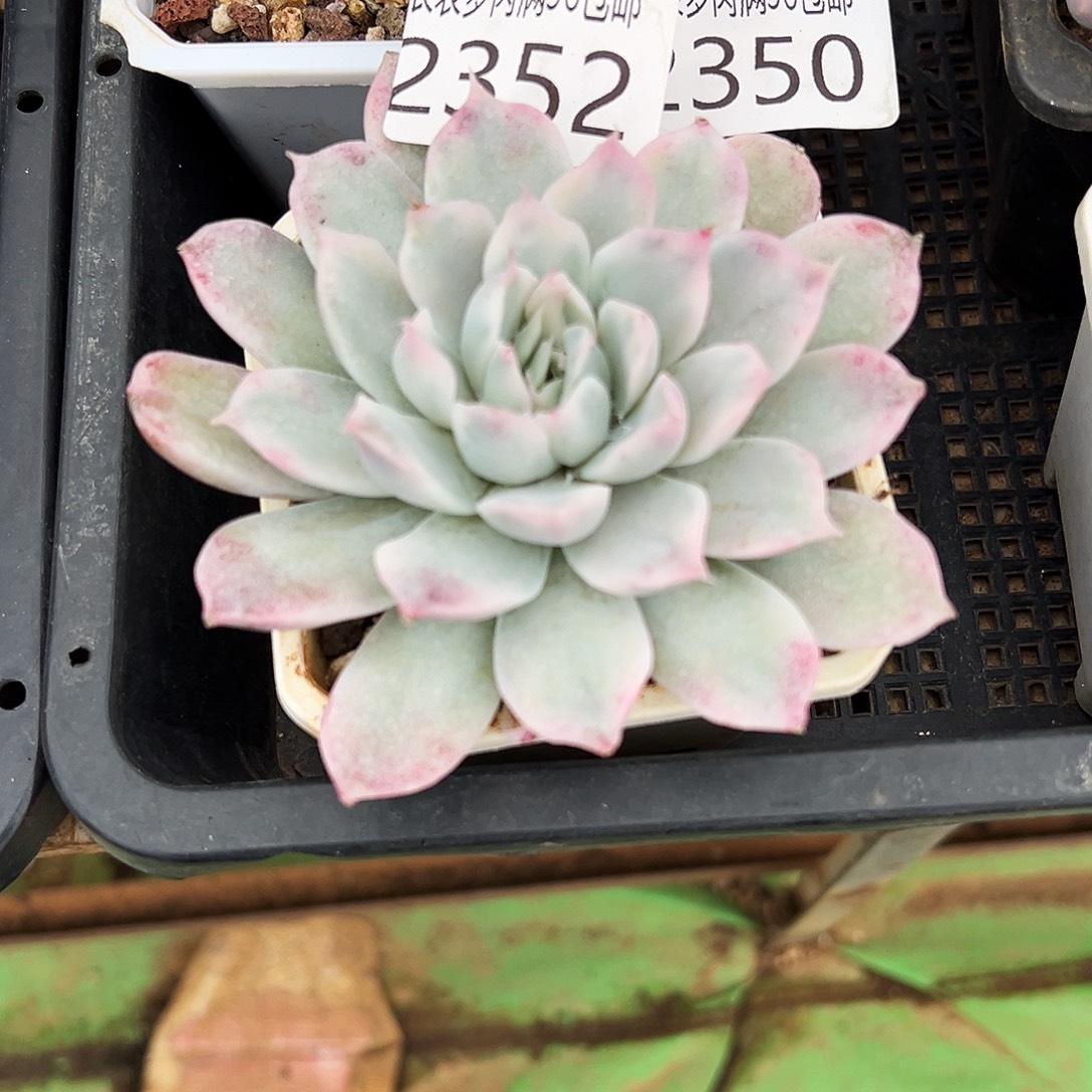 多肉一物一拍植物2352