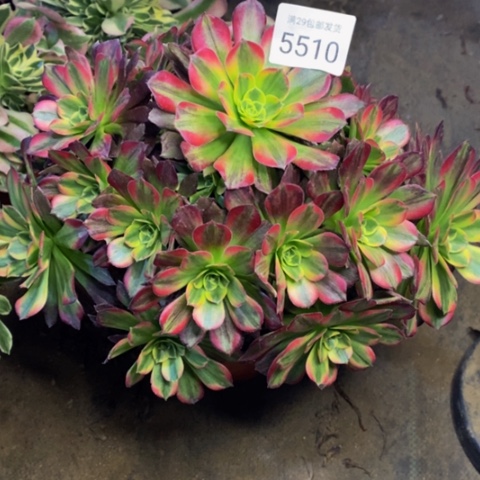 安娜多肉植物5510