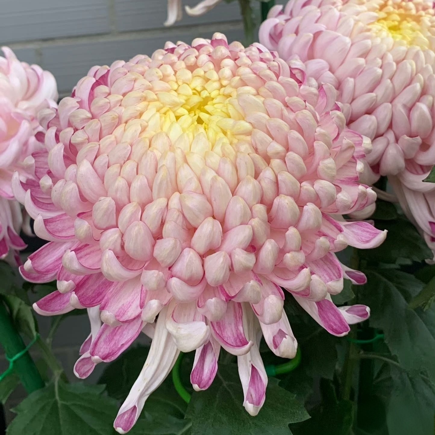 国华圣者鹅毛粉黛瑞云殿国华初樱加6颗热门大菊春天发货保对版