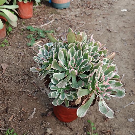 浣纱加急发货法师21