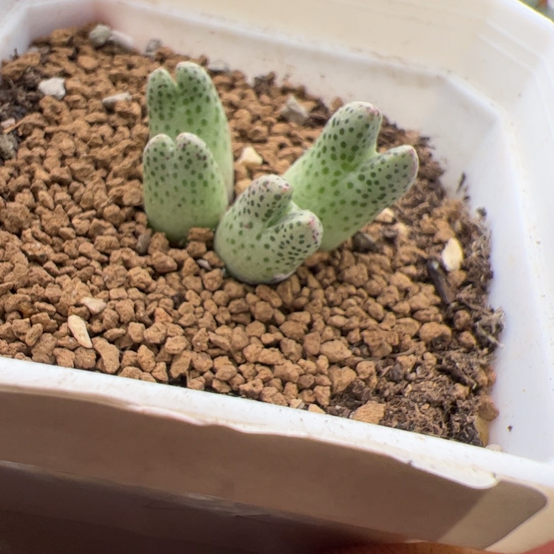 9.21斑马多肉植物22