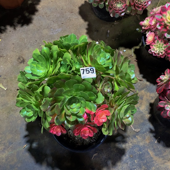 半***过无花朵少修759000000