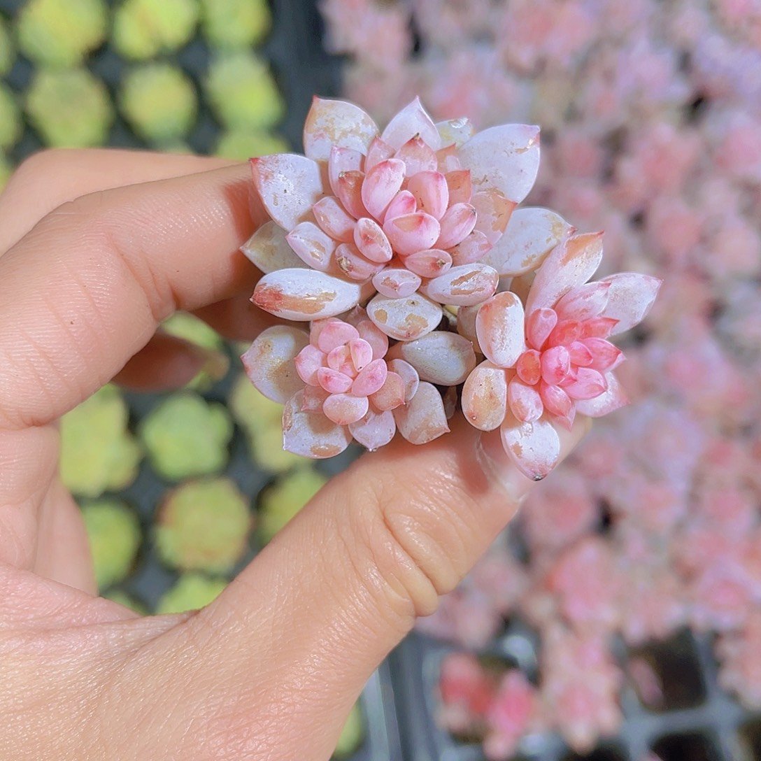 星星城多肉满9.9包邮