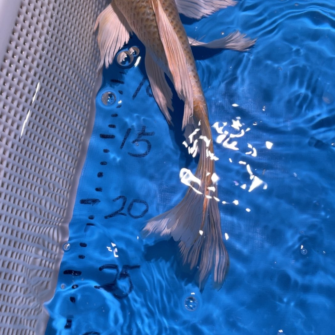 锦鲤蝴蝶鲤鱼锦鲤包邮